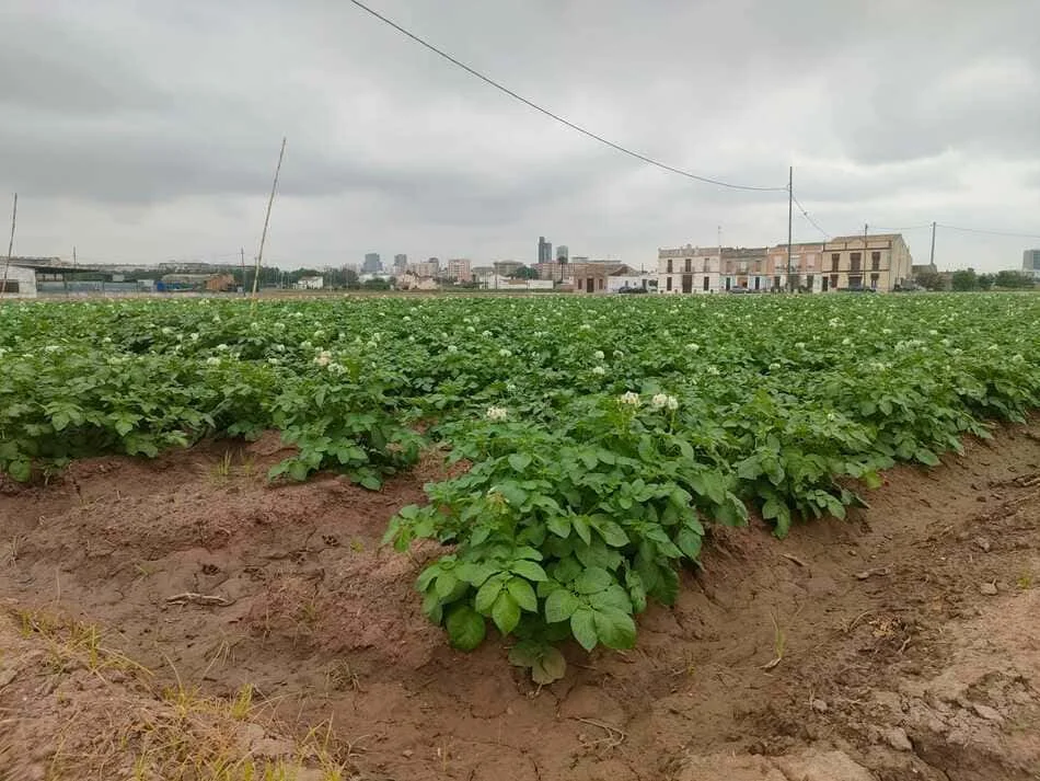 Campo de huerta